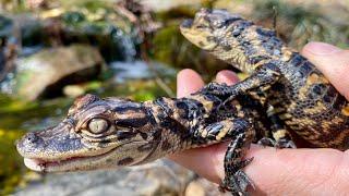 Gregs Turtle Haven is live! Baby Alligators, Grandis and more!