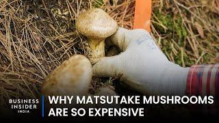 Why Matsutake Mushrooms Are So Expensive | So Expensive