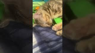 Cat falling asleep peacefully Subscribe!!!!’nn