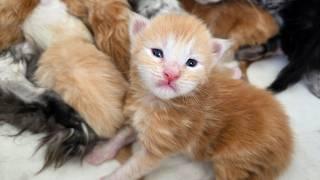 Guess the Kittens' Names!