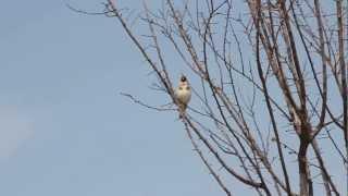 HD European Goldfinch (Carduelis carduelis) singing in Turkey.