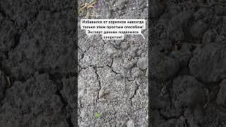 Избавился от сорняков навсегда только этим простым способом! Эксперт дачник поделился секретом!