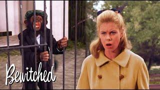 Darrin Is Sent To A Zoo  | Bewitched