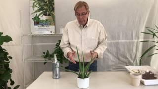 Repotting Aloe Vera into Hydroponics