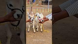 Adorable cows shortest cows breed below 2 feet height #youtube #viral #reels #miniature #trend