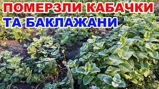 Чи витримали рослини  під агроволокном ? Агроволокно від заморозків