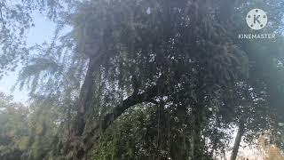 nature #shortvideo #naturelovers #kangleipak #zogam #zalengam #kukizo