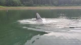 Humpback whale feeding - North Pacific 44 Sedan