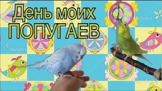 День моих попугаев. Тоша и Лайма мешают мне убирать в клетке