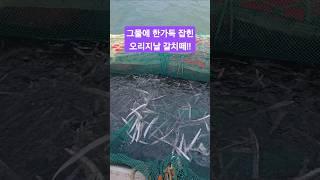 6월 중순!!  여수에 상륙한 오리지날 갈치떼