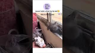 Never hold a bird by its tail 