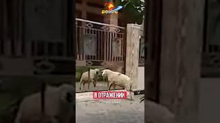 УДИВИТЕЛЬНЫЙ БАРАН!