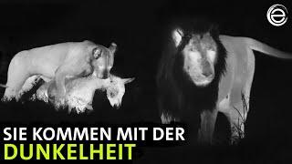 Afrikas Jäger der Nacht ‒ Wilde Tiere | Erlebnis Erde