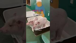 Micro Pig Cafe in JAPAN  | Best things to do in Japan #japantravel #animalcafe #japanguide
