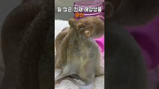천재 해양생물 문어 #문어 #동물 #힐링