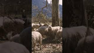 [PointFOOTAGE] Animals - Sheep herd in autumn forest - Vertical LS - 7438473