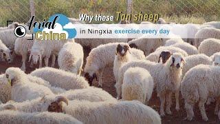 Aerial China: Why these Tan sheep in Ningxia exercise every day