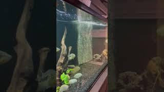 HAND FEEDING PEACOCK BASS!