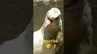 #subscribe my channel. Hussain birds family 