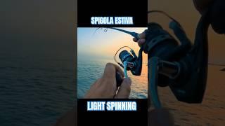 Spigola Estiva a Light Spinning #shorts #pescaspinning #lightspinning #spigola #seabass