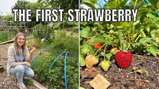 FIRST STRAWBERRY OF 2025! / ALLOTMENT GARDENING UK