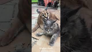 Big Floppa is Licking Justin #caracal #bigcat