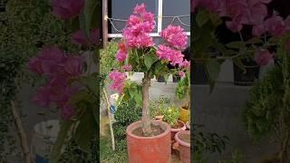 #cementpots #making #full #process #bougainvillea #bougainvilleaflower #repotting #gardening #video