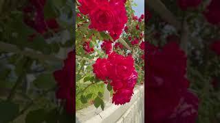 Beautiful Rose Flower  Fresh Morning WhatsApp Status Video#Ytshortsvideo#shorts