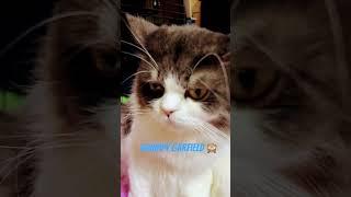 #happycat #cat #adoptstrays #babyanimal #furbabies #cute #kitten #