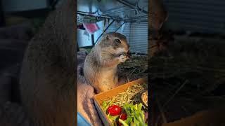 Poppy the Prairie Dog is live!