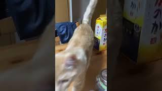 【猫動画】鼻息フンフンするとすぐ来る猫