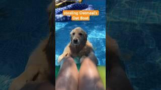 This did not go as planned… #OatBoat #SwimmingDog #PoolTime