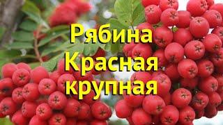 Рябина красная Красная крупная. Краткий обзор, описание sorbus krasnaja krupnaja крупная