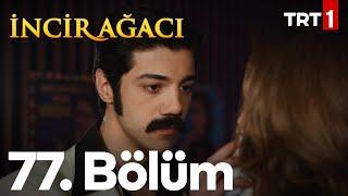 İncir Ağacı 77. Bölüm