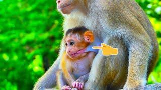 Very Nice ....Hybrid baby Monkey Sariki always gets full milk from mommy Sarika