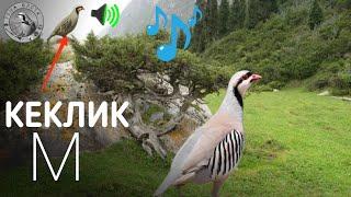 Голос на Куропатки | Partridge voice | Partridge hunting | Keklik sesi | صدا به پارتریج | صوت الحجل