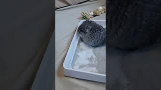 Angoras Standard Grey Baby Chinchillas  ‍