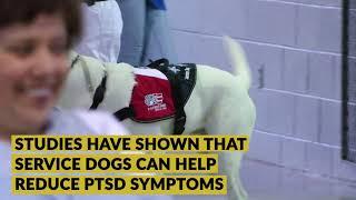 Patriot Paws