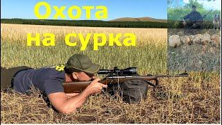 ОХОТА НА СУРКА! Удаление пахучих желез сурка байбака.