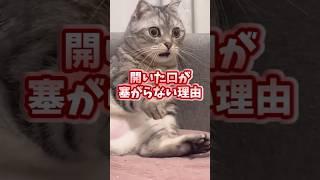 ㊗️200,000 views!! If you grin when you see Neko, you're out lol