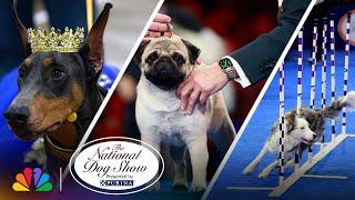 Best Moments of the Show | 2024 National Dog Show Presented by Purina | NBC