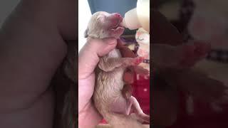 A puppy, abandoned right after birth, was found in a garbage dump and successfully raised.