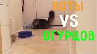 Коты vs Огурцов   Приколы с котами