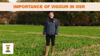 Autumn vigour in OSR