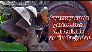 Auricularia auricula judae. Аурикулярия уховидная. Иудино ухо. Лечебные свойства Химический состав.