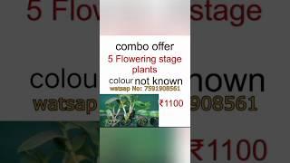 Orchid Combo offer Limited stock 