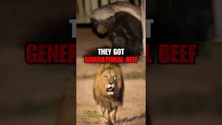 Why Lions Fear Honey Badgers