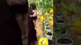 parenting ke kebun melon