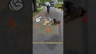 Www.jaycaydogservices.com