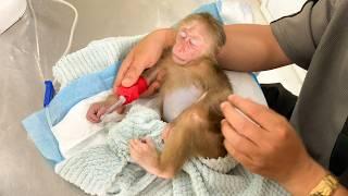 Monkey Cubis Suddenly Falls ILL | Dad Rushes Him to the Hospital!